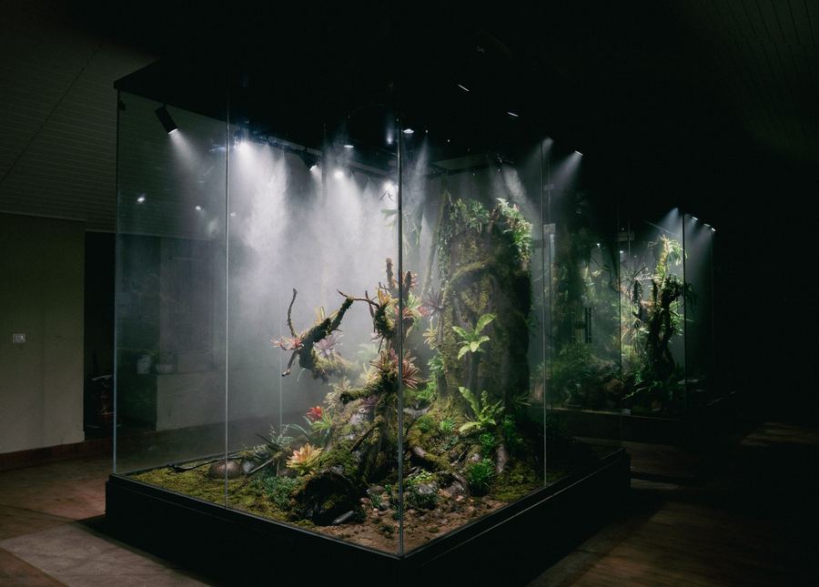 Illuminated terrarium display with lush moss and ferns